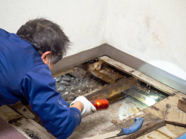 Best Post-Flood Mold Remediation in Manhattan, NY