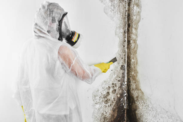 Best Mold Testing and Inspection Services in Manhattan, NY