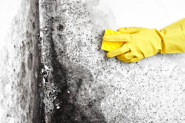 Best DIY Mold Remediation Support Services in Manhattan, NY