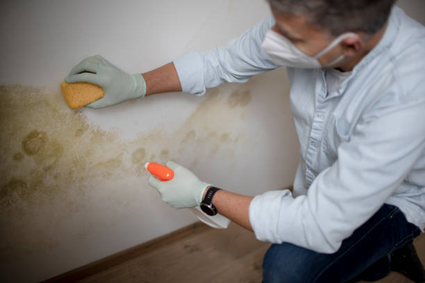 Best Industrial Mold Remediation in Manhattan, NY