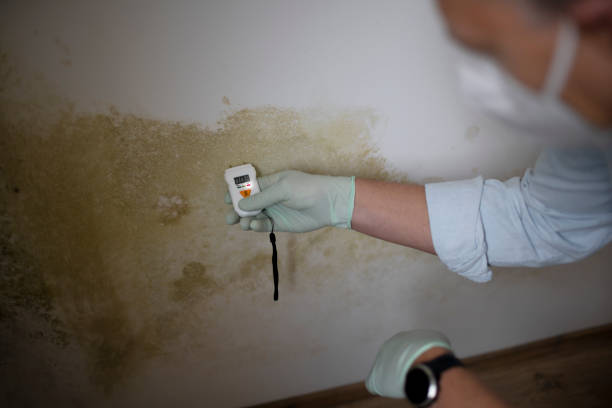 Best Health and Safety Mold Remediation in Manhattan, NY