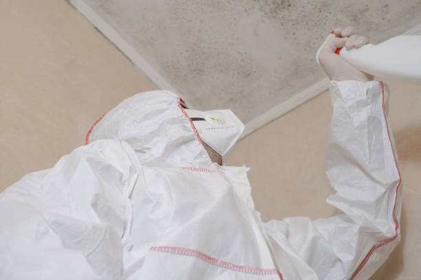 Best Health and Safety Mold Remediation in Manhattan, NY