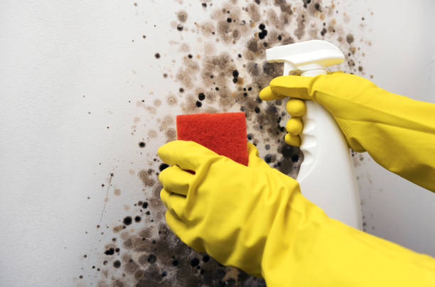 Best Residential Mold Remediation in Manhattan, NY