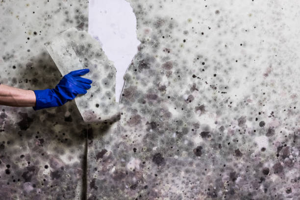 Reliable Manhattan, NY Mold Remediation Solutions